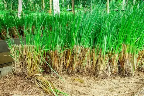 Rễ Vetiver nguyên liệu