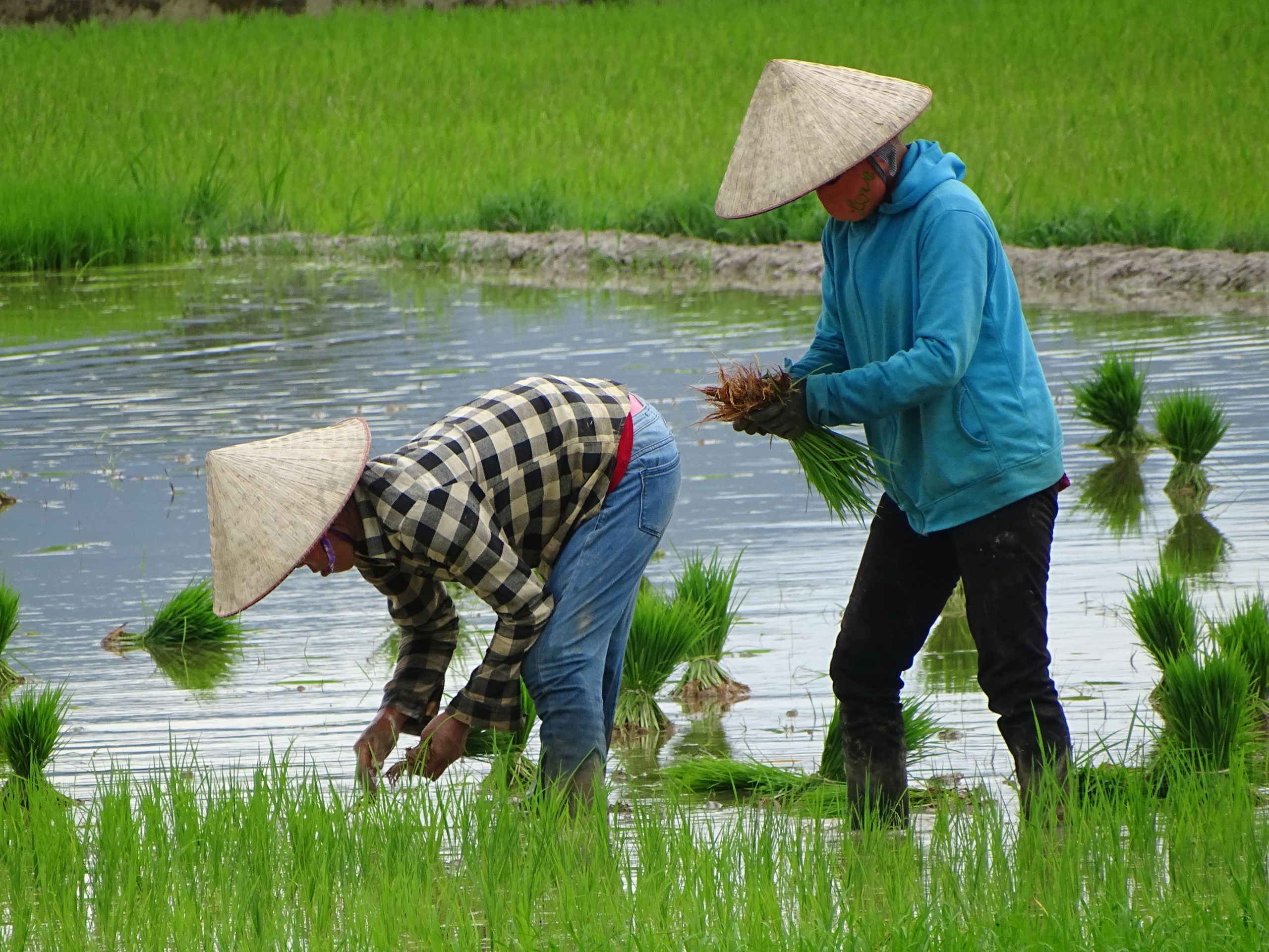 Đồng hành cùng người nông dân xây dựng nông nghiệp bền vững